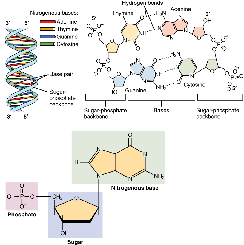 DNA Structure