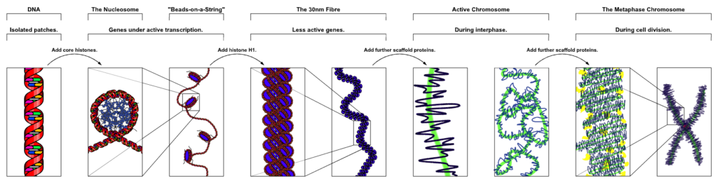 Chromatin Structure