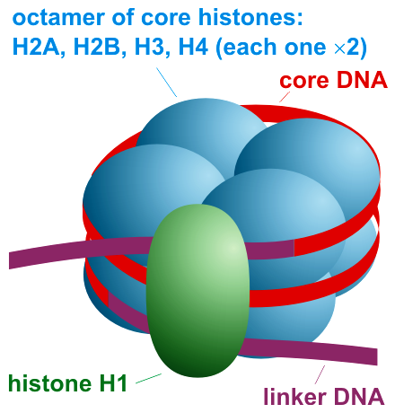 Nucleosome