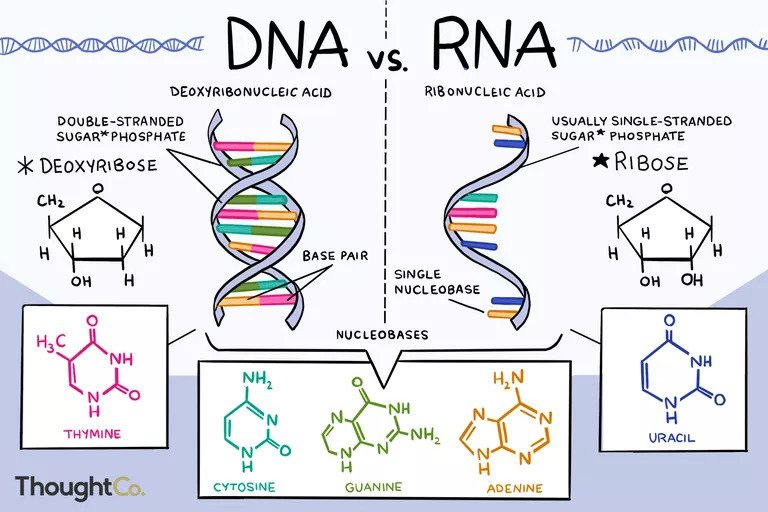 DNA RNA